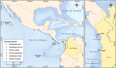 Octocorals and Antipatharians in the Mesophotic Rocky Reefs of Colombian Pacific (Eastern Tropical Pacific)